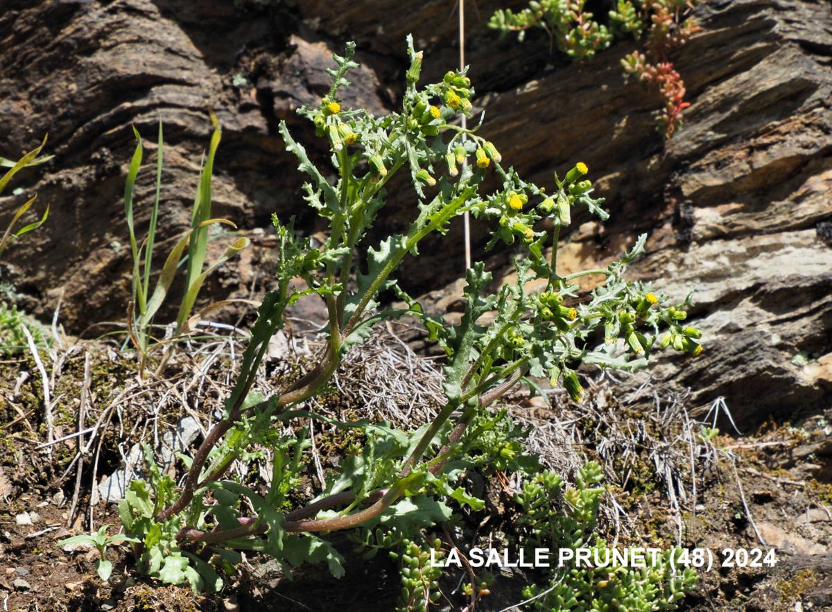 Groundsel plant